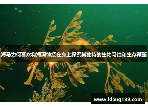 海马为何喜欢将海藻缠绕在身上探索其独特的生物习性和生存策略 海马为何喜欢将海藻缠绕在身上探索其独特的生物习性和生存策略